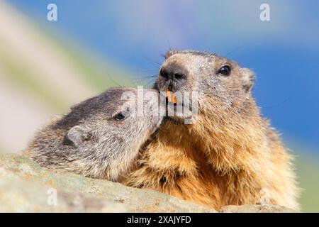 Alpenmurmeltier (Marmota marmota) Murmeltier mit Jungtier Stockfoto