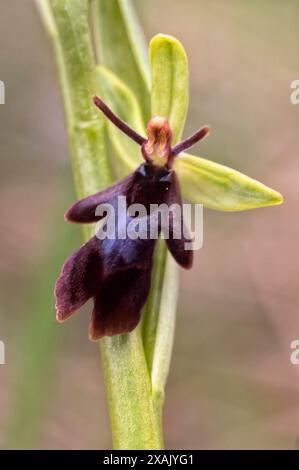 Fliegenorchidee (Ophrys insectifera), Orchidaceae. Wilde europäische Orchideen. Seltene Pflanze. Italien, Toskana. Stockfoto