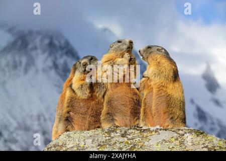 Alpenmurmeltier (Marmota marmota) vier Murmeltiere stehen auf Felsen Stockfoto