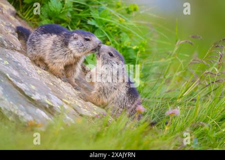 Alpenmurmeltier (Marmota marmota) zwei Jungtiere Nase an Nase Stockfoto