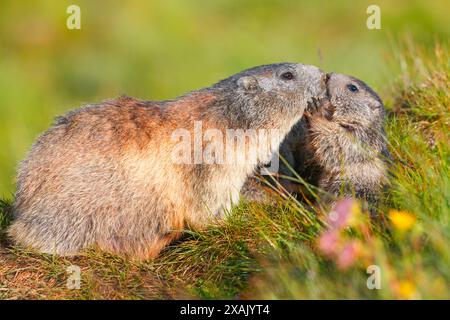 Alpines Murmeltier (Marmota marmota) erwachsenes Murmeltier mit Jungen in der Höhle Stockfoto