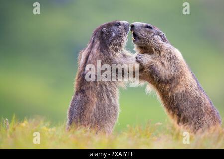 Marmota marmota (Marmota marmota), zwei Murmeltiere im Kampf Stockfoto