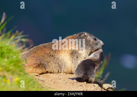 Alpines Murmeltier (Marmota marmota) erwachsenes Murmeltier mit Jungen in der Höhle Stockfoto