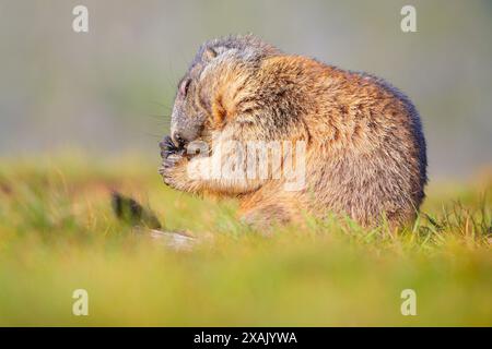 Alpenmurmeltier (Marmota marmota) Murmeltier sitzt im Gras und weidet sich selbst. Stockfoto