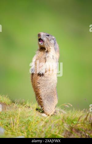 Alpenmurmeltier (Marmota marmota) Murmeltier steht aufrecht auf der Wiese und gibt Warnpfeife ab Stockfoto