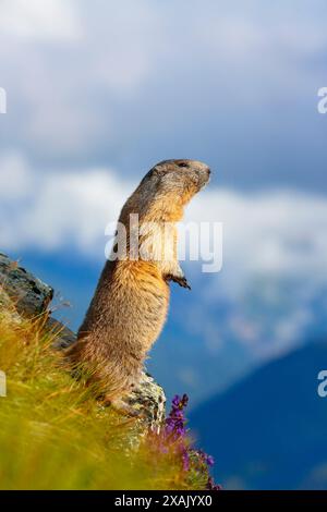 Alpines Murmeltier (Marmota marmota) Murmeltier stehend auf Felsen über der Akonitpflanze und blickt hinunter ins Tal Stockfoto