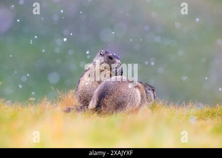 Alpenmurmeltier (Marmota marmota) zwei junge Murmeltiere sitzen im Schnee auf einer Wiese Stockfoto