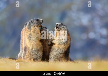 Alpenmurmeltier (Marmota marmota) vier Murmeltiere stehen zusammen auf einer Herbstwiese Stockfoto