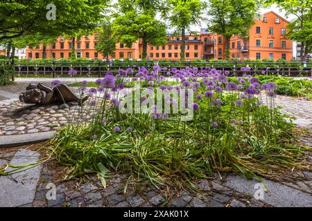 Lila Zierlauchblüten (Allium) säumen ein rundes Blumenbeet am Ufer des Flusses Fyrisån beim KFUM-borgen in Uppsala, mit einer bronzenen Liegefigur, die auf den Kopfsteinen im Vordergrund ruht. Hinter einer Baumreihe erhebt sich das orange-rote Backsteingebäude des KFUM-borgen. KFUM steht für Kristliga Föreningen av Unga Män, den schwedischen YMCA; "borgen" ("die Burg") ist der beliebte Spitzname des Gebäudes am Westufer des Fyrisån. Västra Strandgatan, Uppsala, Uppsala län, Schweden. Stockfoto