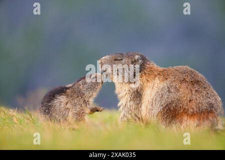 Alpenmurmeltier (Marmota marmota) Junges Murmeltier grüßt älteres Murmeltier Nase an Nase Stockfoto