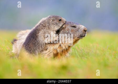 Alpenmurmeltier (Marmota marmota) Junges Murmeltier reinigt ein älteres Murmeltier Stockfoto