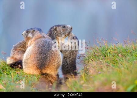 Alpenmurmeltier (Marmota marmota) Junges Murmeltier grüßt älteres Murmeltier Nase an Nase Stockfoto