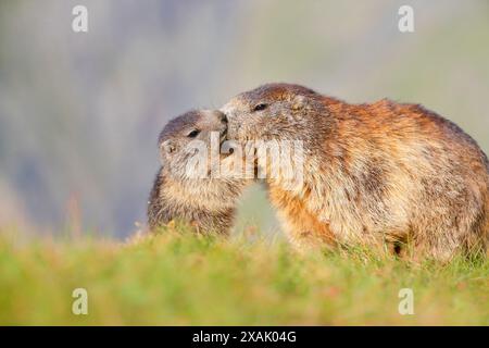 Alpenmurmeltier (Marmota marmota) Junges Murmeltier grüßt älteres Murmeltier Nase an Nase Stockfoto