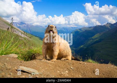 Alpenmurmeltier (Marmota marmota) Murmeltier steht vor einer Bergkulisse und gibt eine Warnpfeife ab Stockfoto