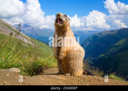 Alpenmurmeltier (Marmota marmota) Murmeltier steht vor einer Bergkulisse und gibt eine Warnpfeife ab Stockfoto