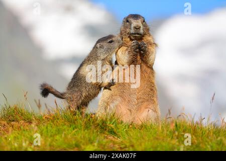 Marmota marmota Junges Murmeltier begrüßt das ältere Murmeltier und neigt sich ihm zu Stockfoto