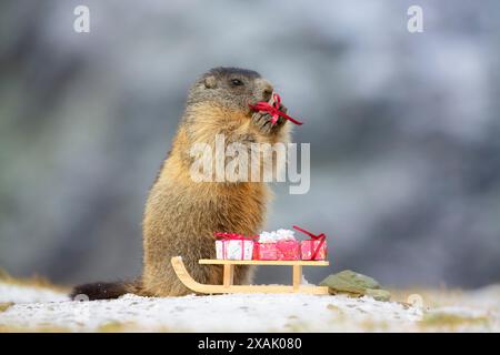 Marmota marmota Junges Murmeltier nimmt von einem Schlitten mit Weihnachtsgeschenken ein Geschenk Stockfoto