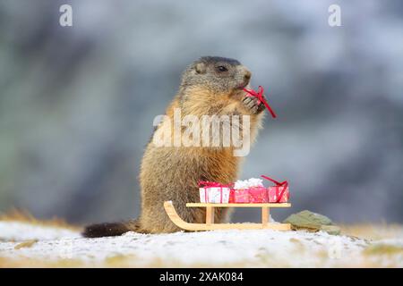 Marmota marmota Junges Murmeltier nimmt von einem Schlitten mit Weihnachtsgeschenken ein Geschenk Stockfoto