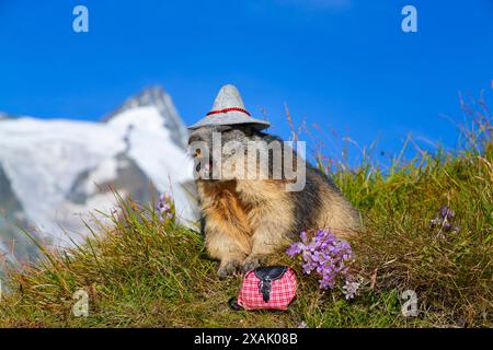 Marmota marmota Marmota Marmot mit Wandermütze sitzt auf einer Bergwiese mit Großglockner im Hintergrund, der Rucksack liegt neben Herstzeitloser Stockfoto