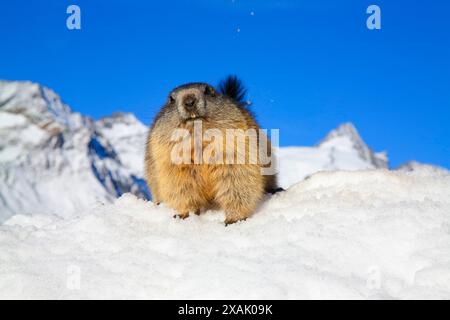 Alpenmurmeltier (Marmota marmota), im Schnee sitzendes Murmeltier, im Hintergrund der Großglockner und blauer Himmel Stockfoto