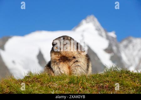 Alpenmurmeltier (Marmota marmota), Murmeltier auf einer Bergwiese mit dem Großglockner im Hintergrund Stockfoto