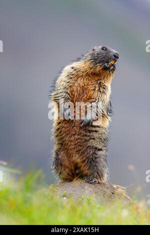 Alpines Murmeltier (Marmota marmota), feuchtes Murmeltier steht auf Felsen und gibt eine Warnpfeife ab Stockfoto