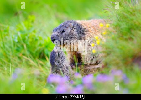 Alpenmurmeltier (Marmota marmota), Jungtier grüßt Mutter an der Höhle Stockfoto