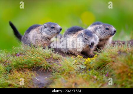 Alpenmurmeltier (Marmota marmota), drei Jungtiere in der Höhle vor einer bunten Wiese Stockfoto