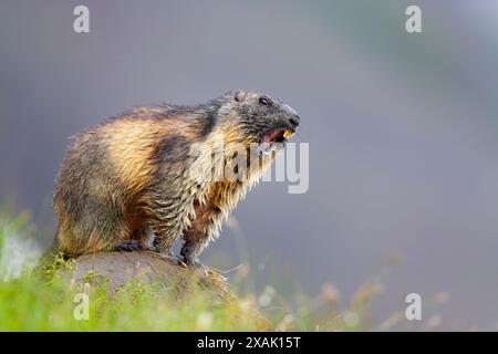 Alpines Murmeltier (Marmota marmota), feuchtes Murmeltier steht auf Felsen und gibt eine Warnpfeife ab Stockfoto