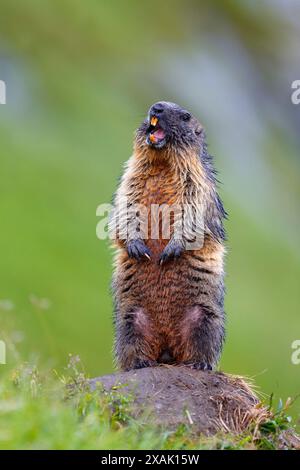 Alpines Murmeltier (Marmota marmota), feuchtes Murmeltier steht auf Felsen und gibt eine Warnpfeife ab Stockfoto