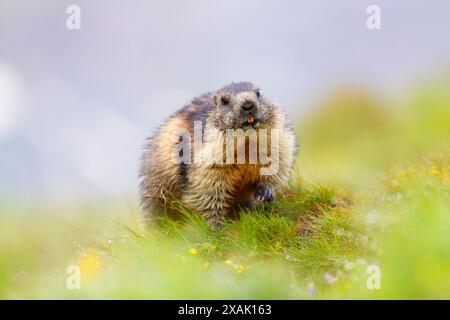 Alpenmurmeltier (Marmota marmota), Murmeltier auf einer Bergwiese Stockfoto