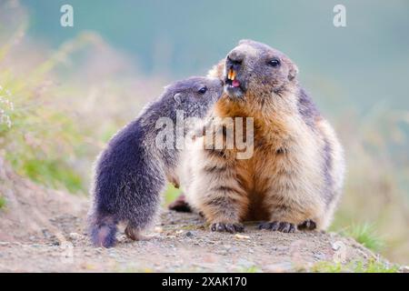 Alpenmurmeltier (Marmota marmota) Junges Murmeltier grüßt älteres Murmeltier Nase an Nase Stockfoto