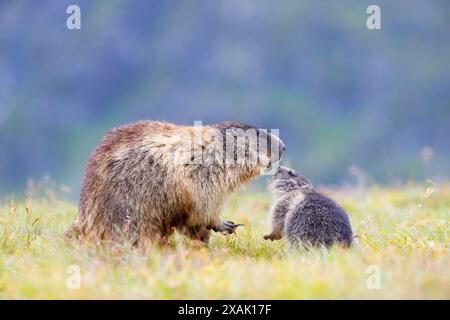 Alpenmurmeltier (Marmota marmota) Junges Murmeltier grüßt älteres Murmeltier Nase an Nase Stockfoto