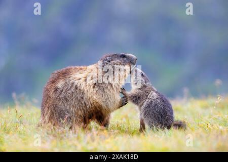 Alpenmurmeltier (Marmota marmota) Junges Murmeltier grüßt älteres Murmeltier Nase an Nase Stockfoto