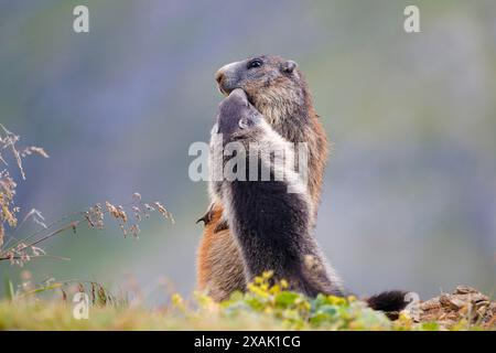 Alpines Murmeltier (Marmota marmota), Junges Murmeltier begrüßt stehende erwachsene Murmeltiere Stockfoto