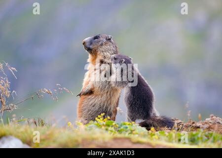 Alpines Murmeltier (Marmota marmota), Junges Murmeltier begrüßt stehende erwachsene Murmeltiere Stockfoto