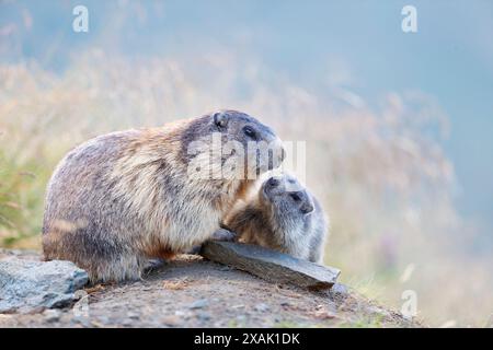 Alpenmurmeltier (Marmota marmota) Junges Murmeltier grüßt älteres Murmeltier Nase an Nase Stockfoto