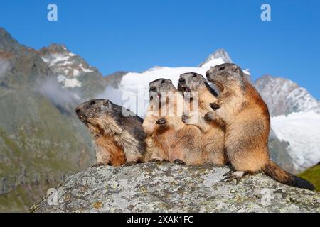 Alpenmurmeltier (Marmota marmota), eine Gruppe von Murmeltieren, die nebeneinander auf einem Felsen sitzen und im Hintergrund den Großglockner haben Stockfoto