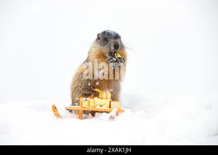 Alpines Murmeltier (Marmota marmota), Murmeltier mit Schlitten präsentiert sich im Schnee, mit Schneeflocken im Pelz Stockfoto