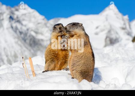 Marmota marmota, zwei junge Murmeltiere mit Skiern und Stöcken im Schnee vor Großglockner unter blauem Himmel Stockfoto