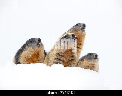 Alpenmurmeltier (Marmota marmota), vier Murmeltiere im scheuen Schnee parallel zur Seite, nach oben Stockfoto