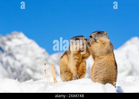 Alpenmurmeltier (Marmota marmota), zwei junge Murmeltiere mit Skiern und Stöcken im Schnee vor alpiner Kulisse mit blauem Himmel Stockfoto