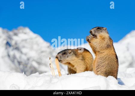 Alpenmurmeltier (Marmota marmota), zwei junge Murmeltiere mit Skiern und Stöcken im Schnee vor alpiner Kulisse mit blauem Himmel Stockfoto