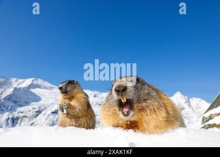 Alpenmurmeltier (Marmota marmota), zwei Murmeltiere im Schnee unter blauem Himmel, man schaut in die Kamera, Weitwinkel Stockfoto