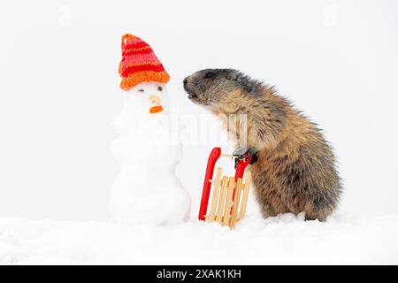 Alpines Murmeltier (Marmota marmota), junges Murmeltier mit Schlitten, Kappe im Schnee beugt sich hinunter zum Schneemann Stockfoto