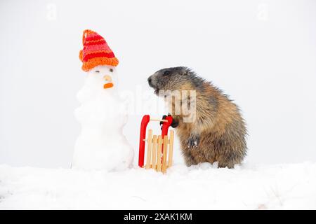 Alpines Murmeltier (Marmota marmota), junges Murmeltier mit Schlitten, Kappe im Schnee beugt sich hinunter zum Schneemann Stockfoto