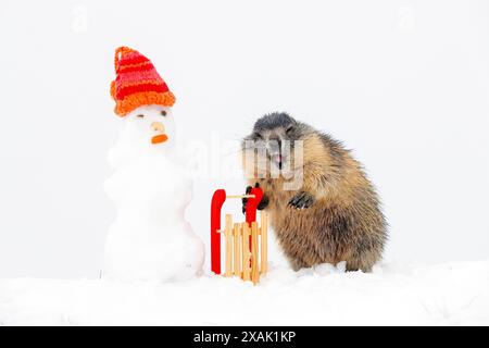 Alpines Murmeltier (Marmota marmota), junges Murmeltier mit Schlitten, Kappe und Schneemann im Schnee schaut in die Kamera Stockfoto