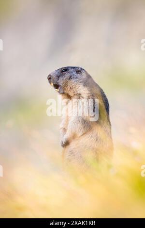 Alpines Murmeltier (Marmota marmota), Murmeltier steht in herbstlicher Umgebung und gibt eine Warnpfeife aus Stockfoto