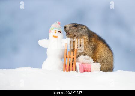 Alpenmurmeltier (Marmota marmota), Jungmurmeltier steht neben Schlitten, Winterstiefeln und Schneemann mit Mütze im Schnee und neigt sich ihm zu Stockfoto