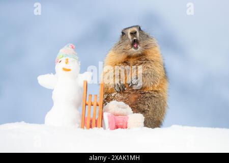 Alpines Murmeltier (Marmota marmota), junges Murmeltier steht neben Schlitten, Winterstiefeln und Schneemann mit Mütze im Schnee und schaut in die Kamera Stockfoto